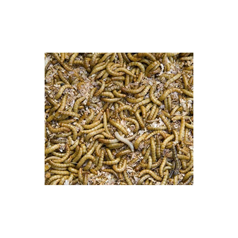 Wheat Bran Unprocessed 100% Natural Coarse Non-GMO | Mushroom Mycelium