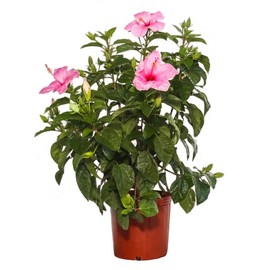 American Plant Exchange Hibiscus Plant 'Pink' – 10-Inch Pot – Live Tropical Flowering Shrub, Outdoor or Indoor Blooming Plant for Patios, Gardens, Balconies & Home Landscape Décor