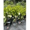 Tree SOURSOP TREE (Guanabana) Cây Mãng Cầu Xiêm. 2+ Feet