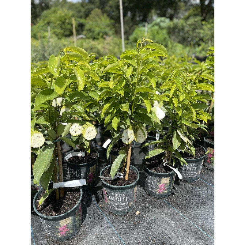 Tree SOURSOP TREE (Guanabana) Cây Mãng Cầu Xiêm. 2+ Feet