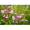 Health Embassy Common Centaury Herb Tea | Centaurium erythraea |