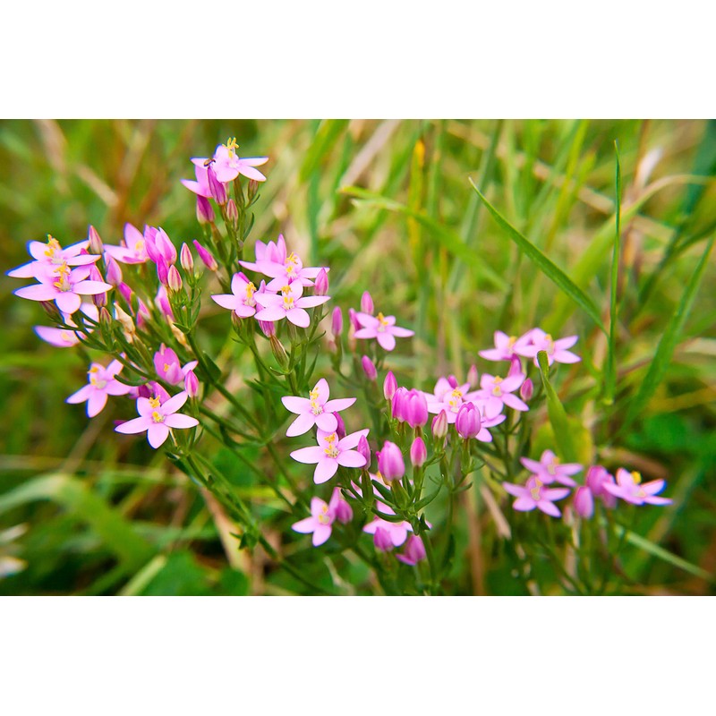 Health Embassy Common Centaury Herb Tea | Centaurium erythraea |
