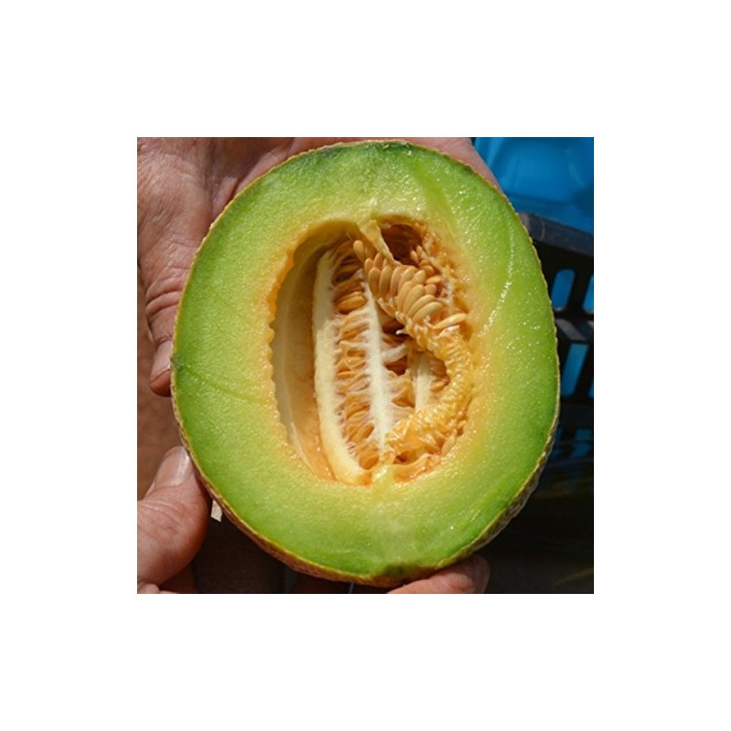 HAMI MELONS 20 SEEDS