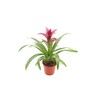 Purple Bromeliad -4'' from California Tropicals