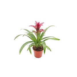 Purple Bromeliad -4'' from California Tropicals
