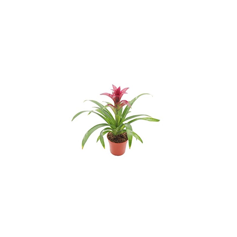 Purple Bromeliad -4'' from California Tropicals