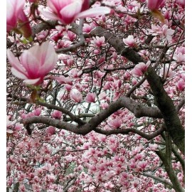 No Brand 2 Ann Magnolia Trees/Shrubs - Live Plants - 6-12" Tall - 2.5" Pots