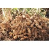 TomorrowSeeds Jumbo Bailey Virginia Peanut Seeds | For 2025 Planting