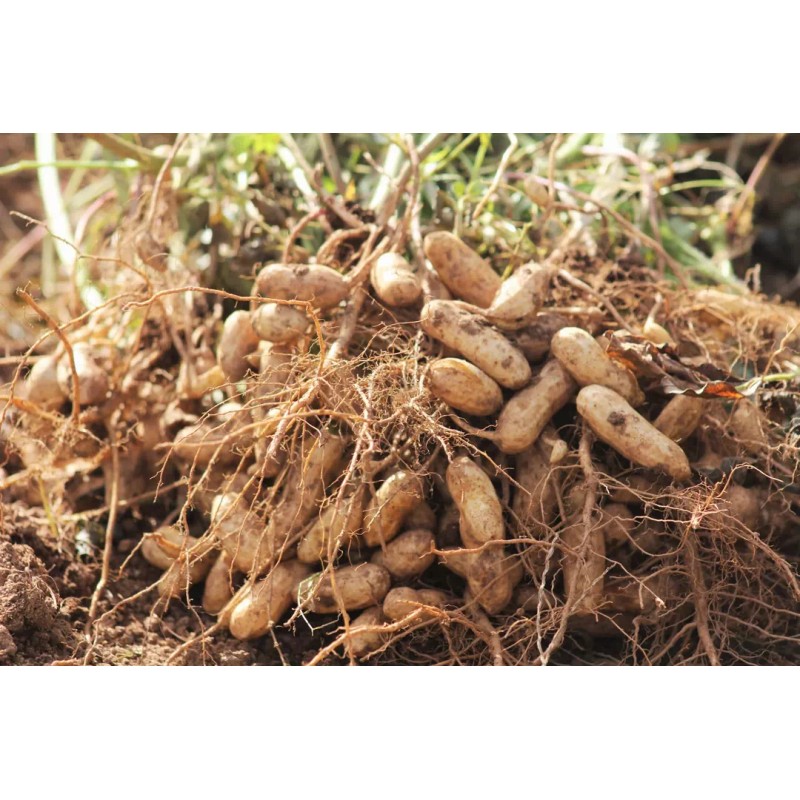 TomorrowSeeds Jumbo Bailey Virginia Peanut Seeds | For 2025 Planting