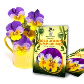 Seeds Viola Tricolor Seed Mix 40+ Seeds to Grow Viola Johnny Jump-up Mix Spring or in mild climates Fall Planting
