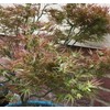 Kamagata Dwarf Japanese Maple - Live Plant - (2.5 QT)