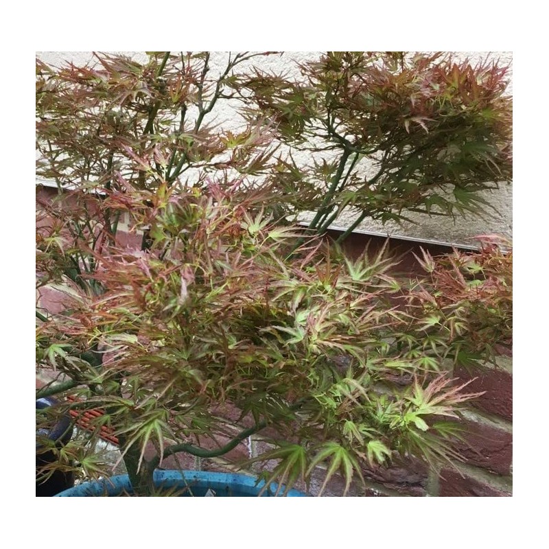 Kamagata Dwarf Japanese Maple - Live Plant - (2.5 QT)