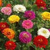 Zinnia California Giant Flower Seeds, Bulk Pack 8 Oz, 22,000+