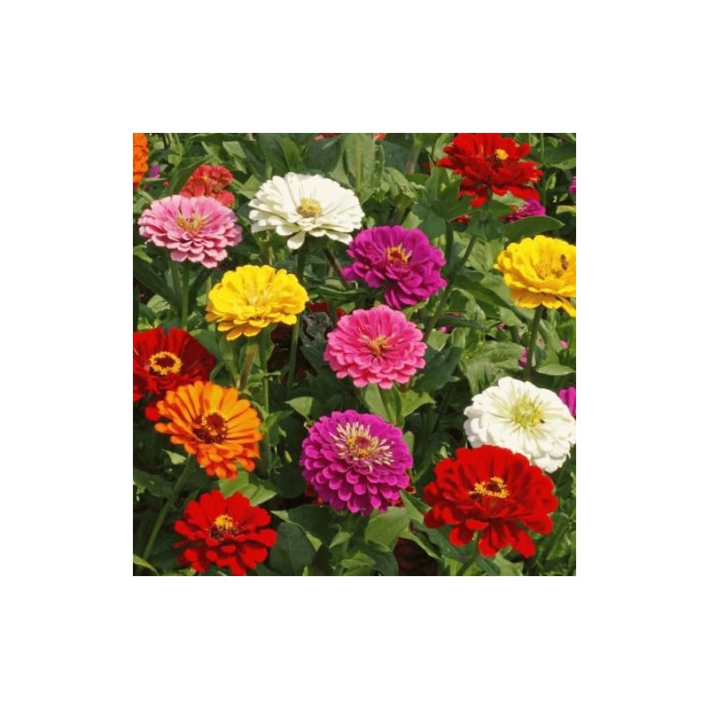 Zinnia California Giant Flower Seeds, Bulk Pack 8 Oz, 22,000+