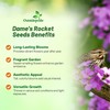 Outsidepride Dame's Rocket Flower Seeds - 5 Lbs. Perennial, Easy