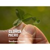 Southern Seeds Clover, Micro (Mini) - 10,000 Seeds - Lawn