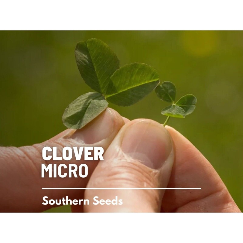 Southern Seeds Clover, Micro (Mini) - 10,000 Seeds - Lawn