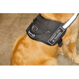 DT Works Harness, Therapy Dog in Training, Large