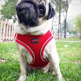 Tailpetz Red Small Dog Harness, Adjustable Step in No Pull Harness for Small Dogs, Reflective Puppy Harness for Puppy Training, Small Dog Harness Boy Girl (Red, S)