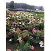 Vanilla Strawberry Hydrangea PP 20670 (3 Gallon)