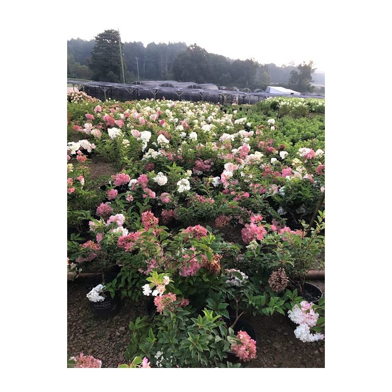 Vanilla Strawberry Hydrangea PP 20670 (3 Gallon)
