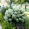 Proven Winners Hydrangea Blooms All Summer BoBo Dwarf Bush Live