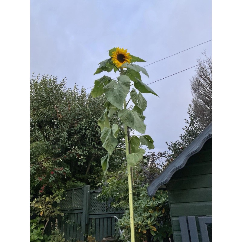 Sunflower 15 Mongolian GIANT Sunflower SEEDS Ready To Plant Now