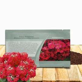 Outsidepride Crimson Fairy Primrose Seeds - 2000 Pcs Perennial, Hardy, Easy to Grow & Low Maintenance Flower Seeds for Planting Vibrant Soft Blooms, for Containers, Borders & Erosion Control