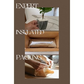 Generic Mini Bonsai Tree Starter Plant Gift Pinus Eldarica Aleppo Pine Afghan Pine Live Tree Pine Zen Garden House Plant Outdoor Plant 2 inch Pot (1), Green