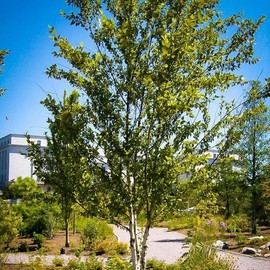 Betula nigra Northern (River Birch) Tree Seeds, Large Evergreen coniferous Tree with a Tall and Stately Appearance, Seeds by MySeeds.Co, You Choose The Amount (0.5 oz)