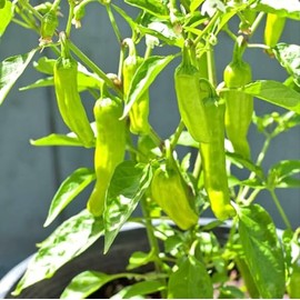 100PCS Pepperoncini Pepper Seeds Golden Greek Vegetable Capsicum Seeds Heirloom