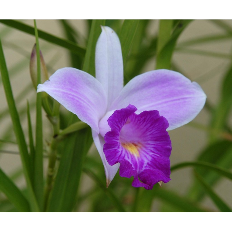 Hawaiian Tropical Bamboo Orchid Plant 2 Rooted Bulbs ~ Grow