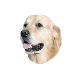 Nobby Sticker Golden Retriever