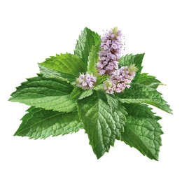 Ricola Apple Mint Herb Can, 1.4 oz (40 g) x 5 Packs