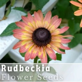 Fresh Pink Lemon Rudbeckia Seeds 125+ Seeds Annual Flower Seeds Garden - 125 Seeds