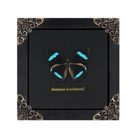 Butterfly Framed Decoration Handmade Taxidermy Butterfly Shadow Box Collection Framed Butterfly Taxidermy for Gothic Home Decor