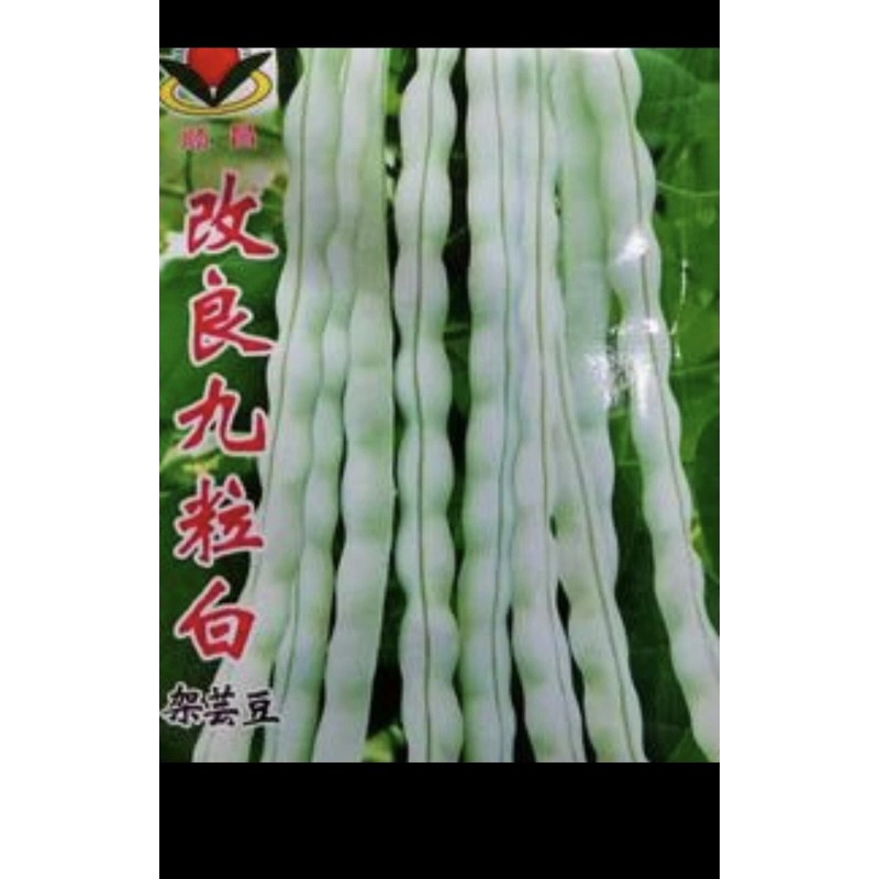 Pan-Asia Heirloom 60 BAI BU LAO Chinese Romano Pole Bean
