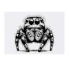 'Hairy Jumping Spider' Temporary Tattoo - Water Resistant, Skin-Safe, Non-Toxic