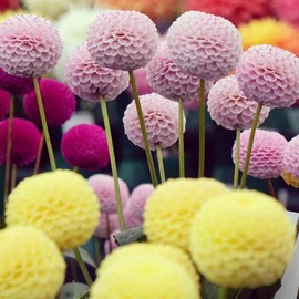 Toadstool Seeds 25 Pompom Dahlia Seeds Flower Perennial Flower Seed Flowering Bloom 1142 US SELL