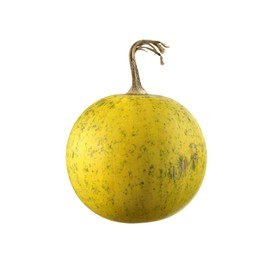 Buffalo Gourd Cucurbita foetidissima Seeds for Planting Packet