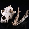VOANZO Resin Wolf Skull Model Replica, Dinosaur Tooth Skull Fossil,
