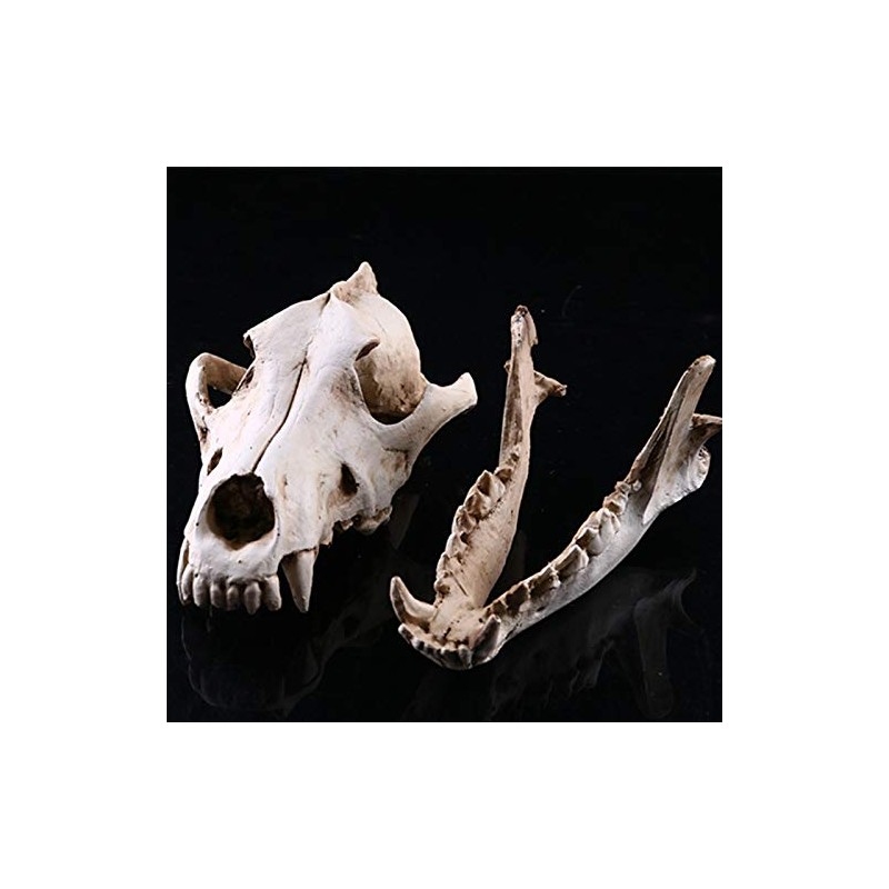 VOANZO Resin Wolf Skull Model Replica, Dinosaur Tooth Skull Fossil,