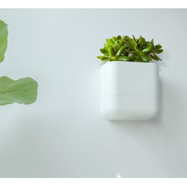 Phoenix Vine 6.5-Inch Wall Mounted Self-Watering Planter Pot for Indoor Houseplants and Herbs | Modern Hanging Planter for Window Sills, Bathroom Walls, Home & Office Décor, White, Set of 3, 01-WP-W-3