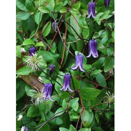 Perennial Farm Marketplace (Clematis 'Rooguchi') (Clematis 'Rooguchi') Flowering Vine, 4 Quart, Indigo-Purple Bell Shaped Flowers