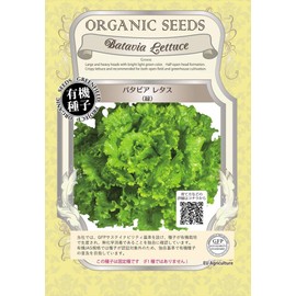 Green Field Project [Species/Fixed Species] Batavian Lettuce (Green) A056
