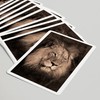 Lantern Press Lion Face (52 Playing Cards, Poker Size Card