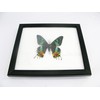 A Real Exotic Prepared Butterfly in Picture Frame Wall Picture
