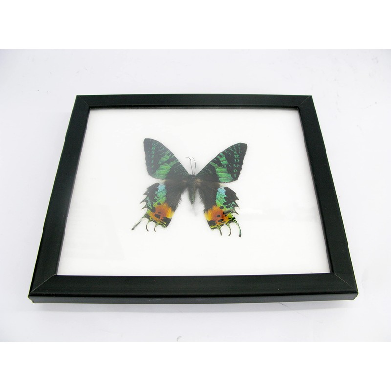 A Real Exotic Prepared Butterfly in Picture Frame Wall Picture