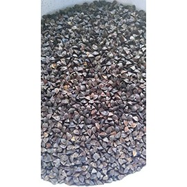 1 Lb. Buckwheat Wildlife Food Plot Seed Quail Ducks Geese Doves Turkey & Wildlife