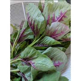 Mai's Family Red stripe Amaranth Seeds, Rau Den, Chinese Spinach seeds Yin Cho Callaloo - 2,500+ Seeds, Red Amaranth